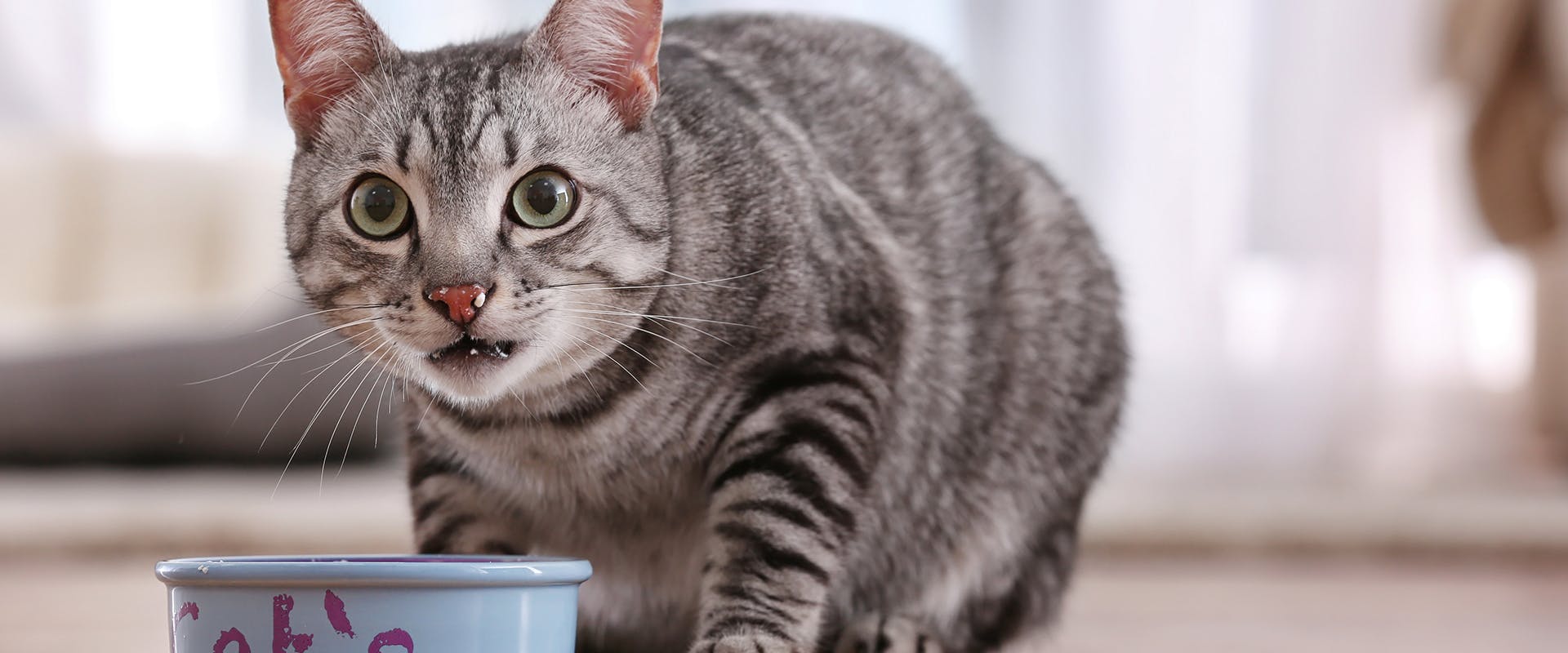 The healthiest shop cat